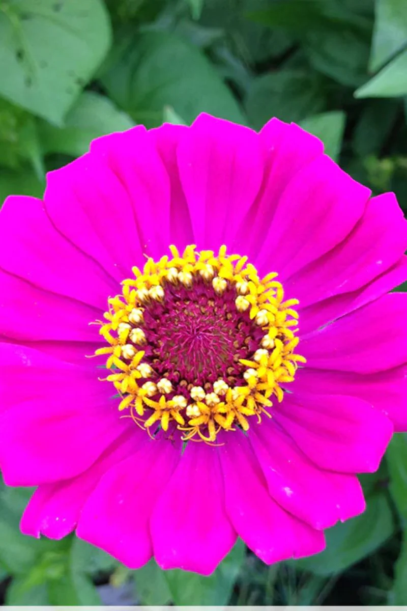 Botanical Interests Thumbelina Zinnia Organic Seeds - Image 2