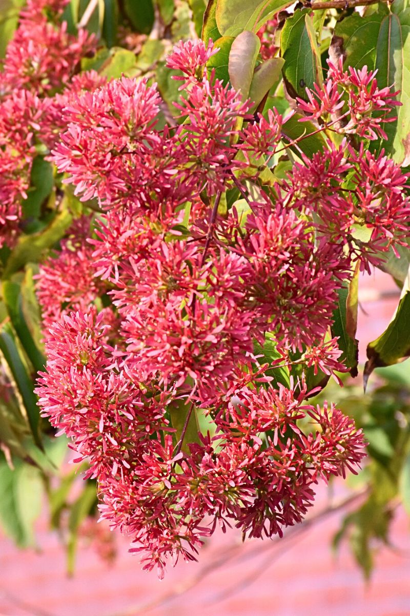 Seven Sons Flower - Image 2