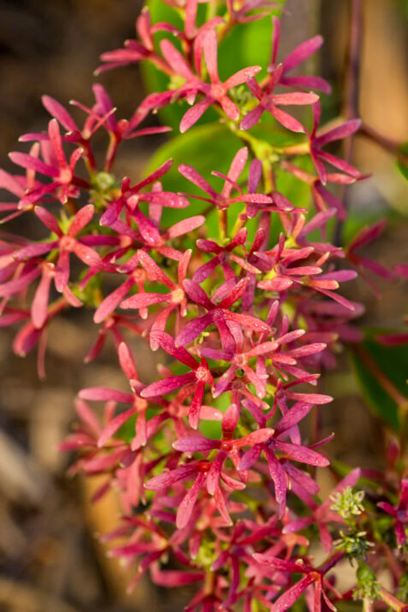 Seven-Son Flower, Tianshan