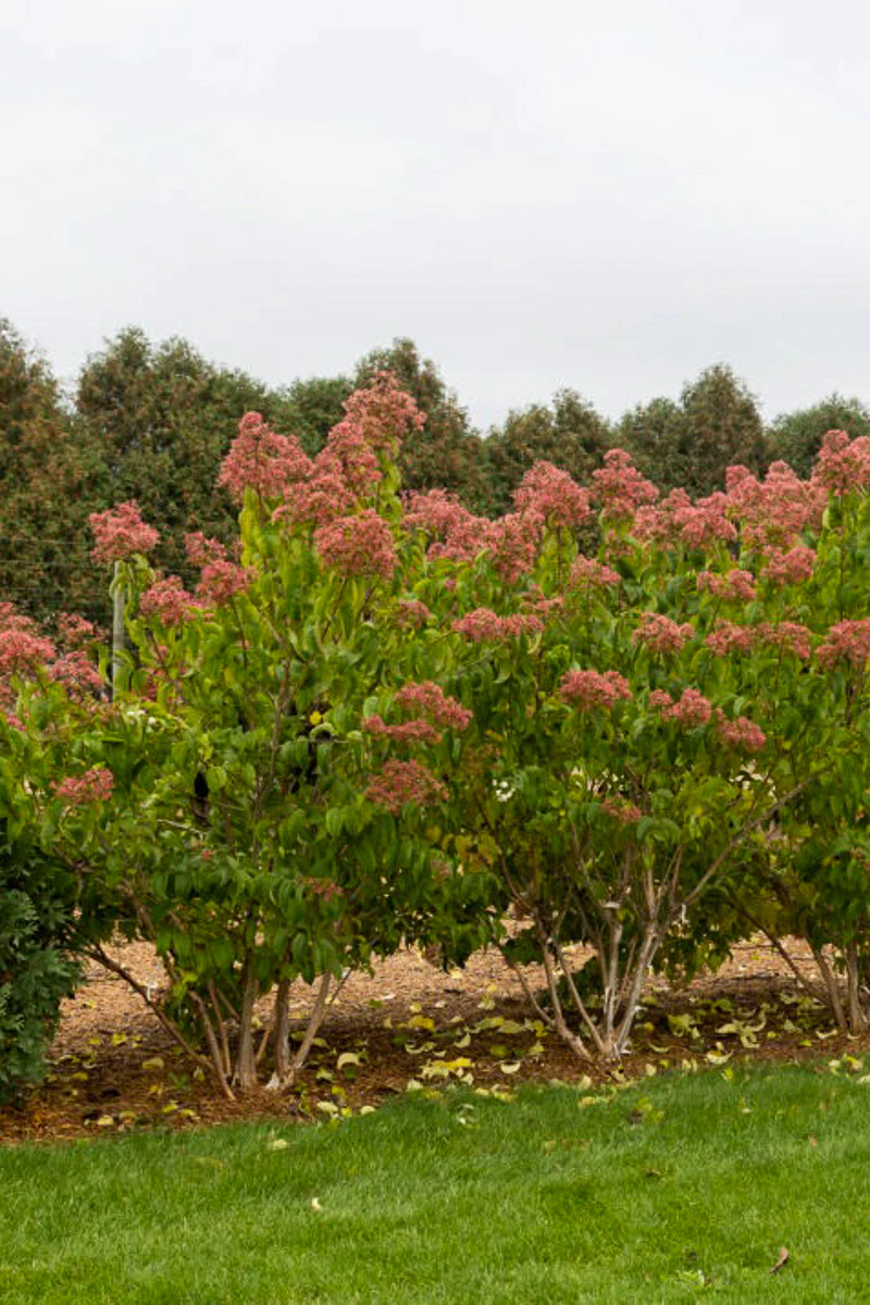 Seven-Son Flower, Tianshan - Image 2