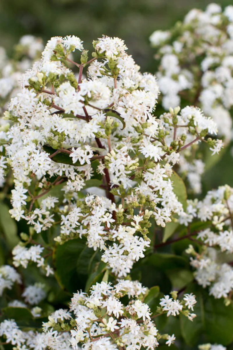 Seven-Son Flower, Tianshan - Image 3