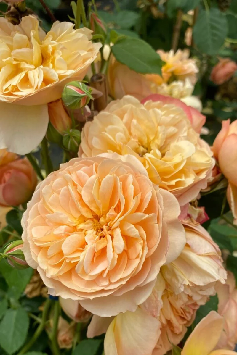 Shrub Rose, Flavorette Honey-Apricot