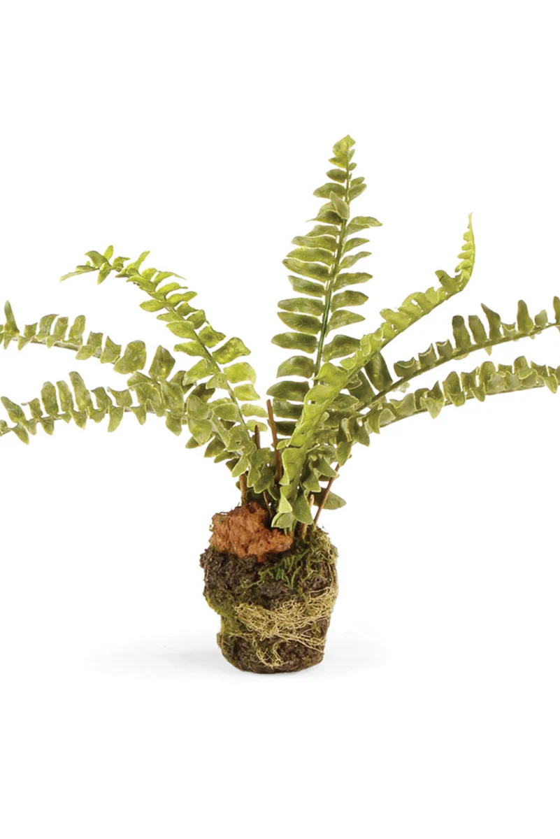 Napa Boston Fern Drop-In 7.5"