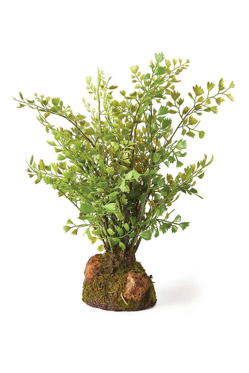 Napa Maidenhair Fern Drop-In 11"