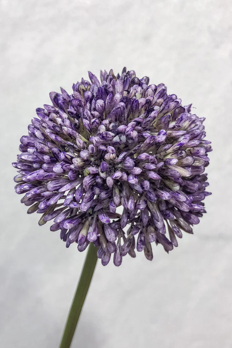 Faux Allium Spray 17.5" Violet