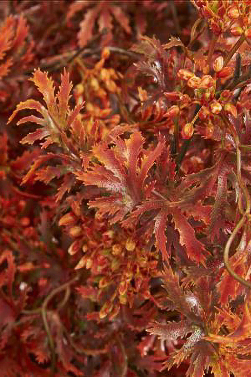 Faux Botanicals (for sale programming)