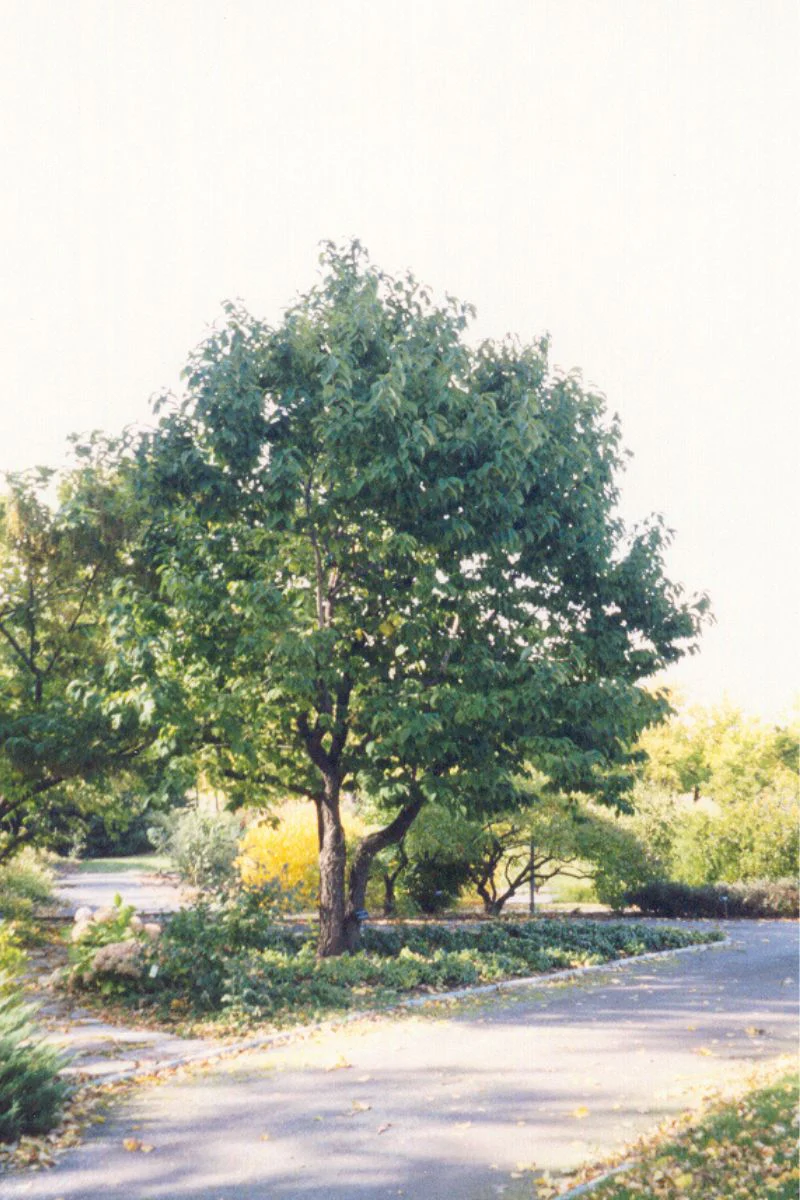 Silverbell, Carolina - Image 2