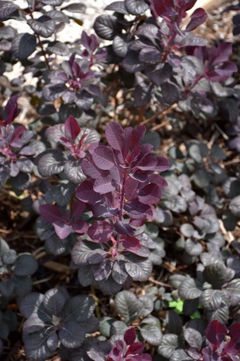 Smokebush, Winecraft Black