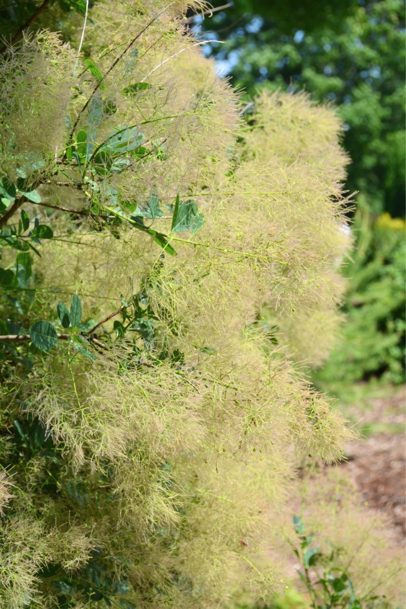 Smokebush, Young Lady - Image 3