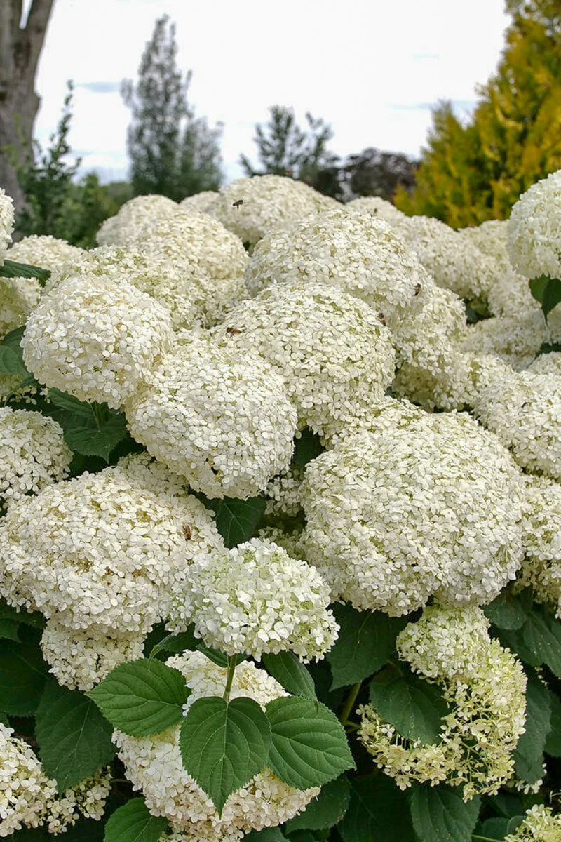 Smooth Hydrangea, Incrediball Storm Proof