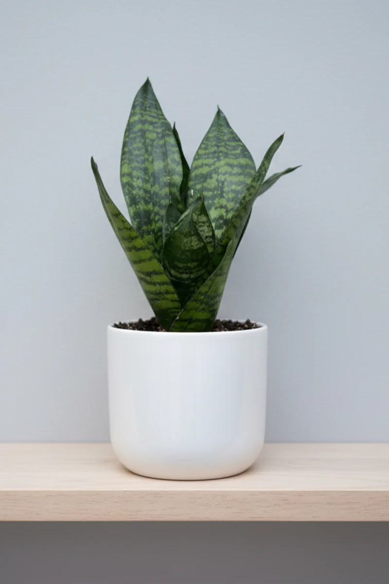 Snake Plant, Birds Nest Green 4"