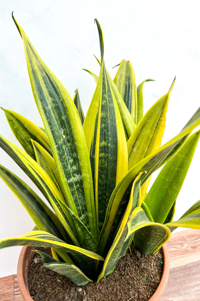 Snake Plant, La Rubia 8" - Image 2