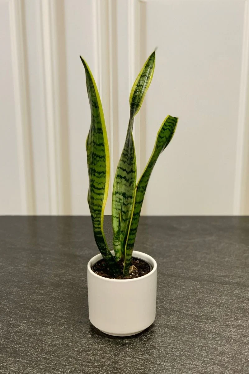 Snake Plant, Laurentii 4"