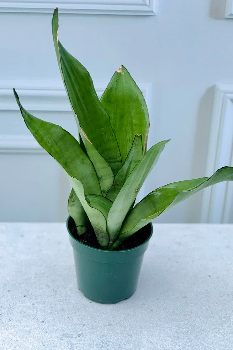 Snake Plant, Moonshine 4"