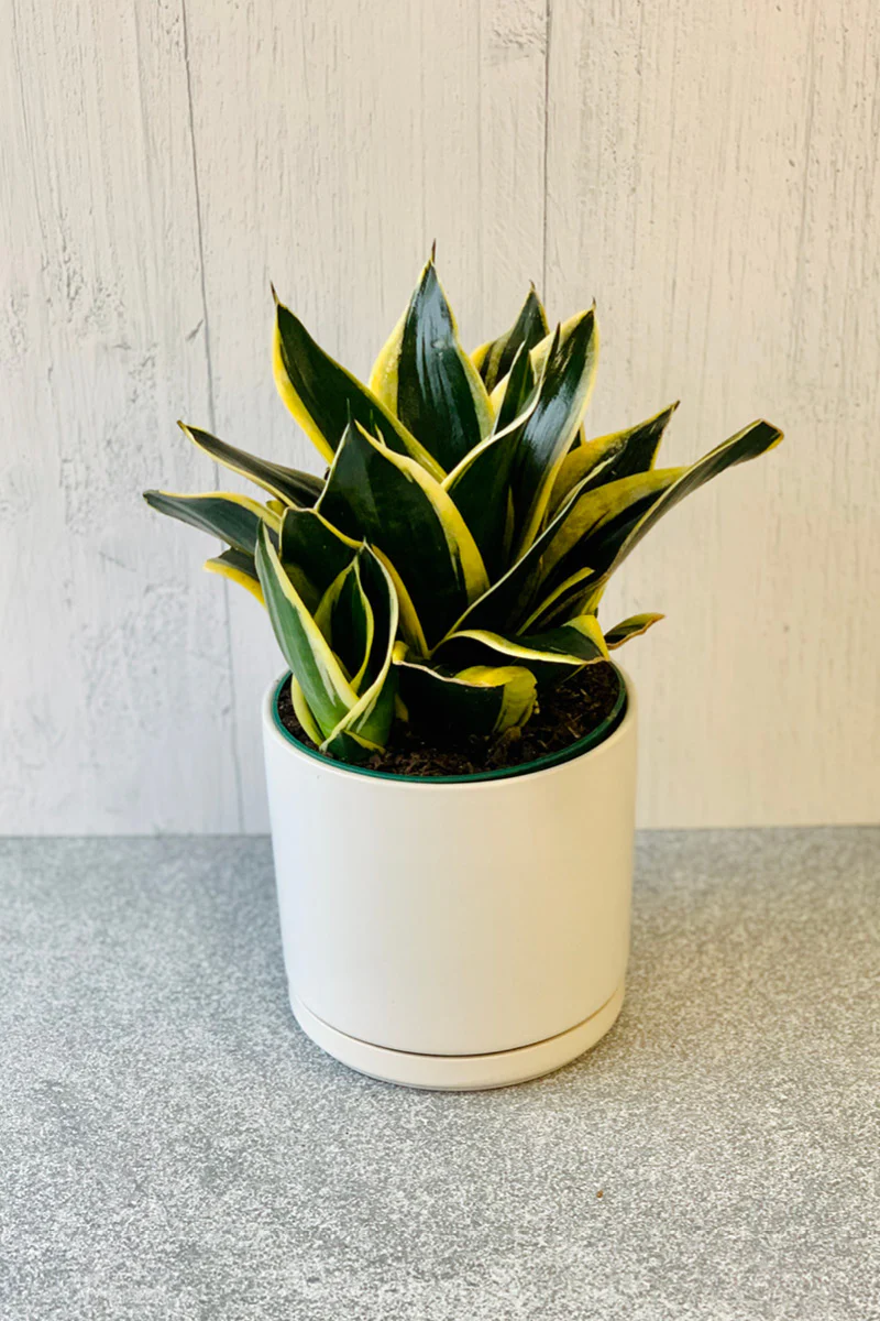 Snake Plant, Pagodah 4"