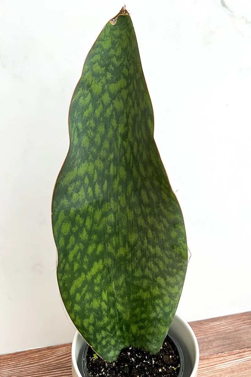 Snake Plant, Whale Fin 6"