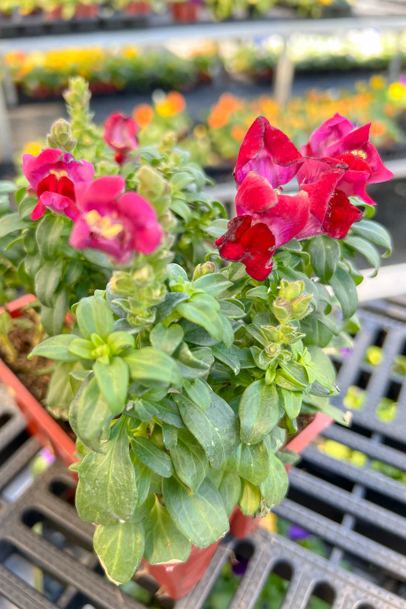 Snapdragon, Magenta