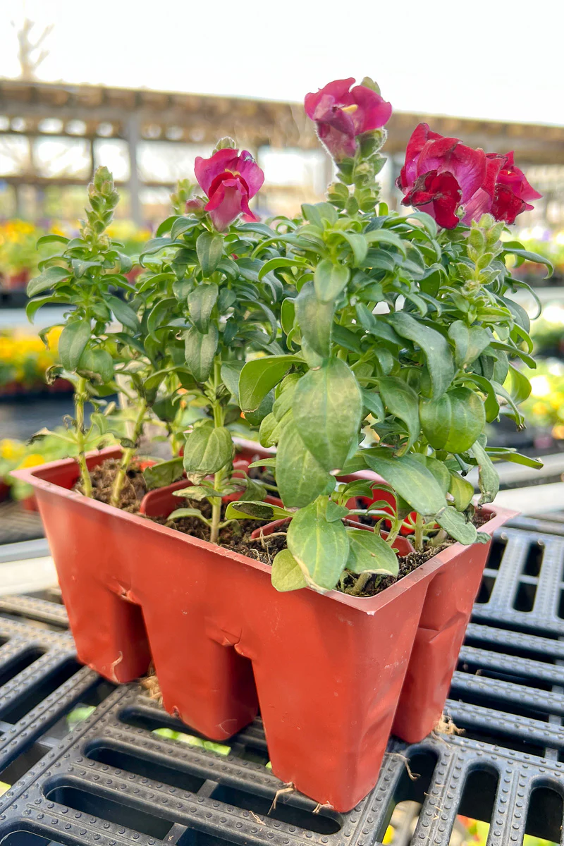 Snapdragon, Magenta - Image 2
