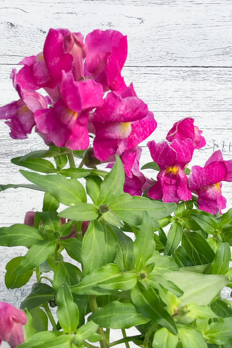 Snapdragon, Purple