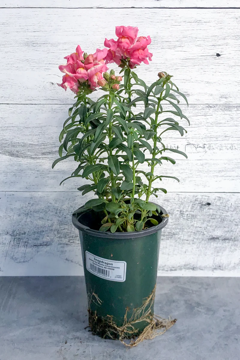 Snapdragon, Snapshot Pink