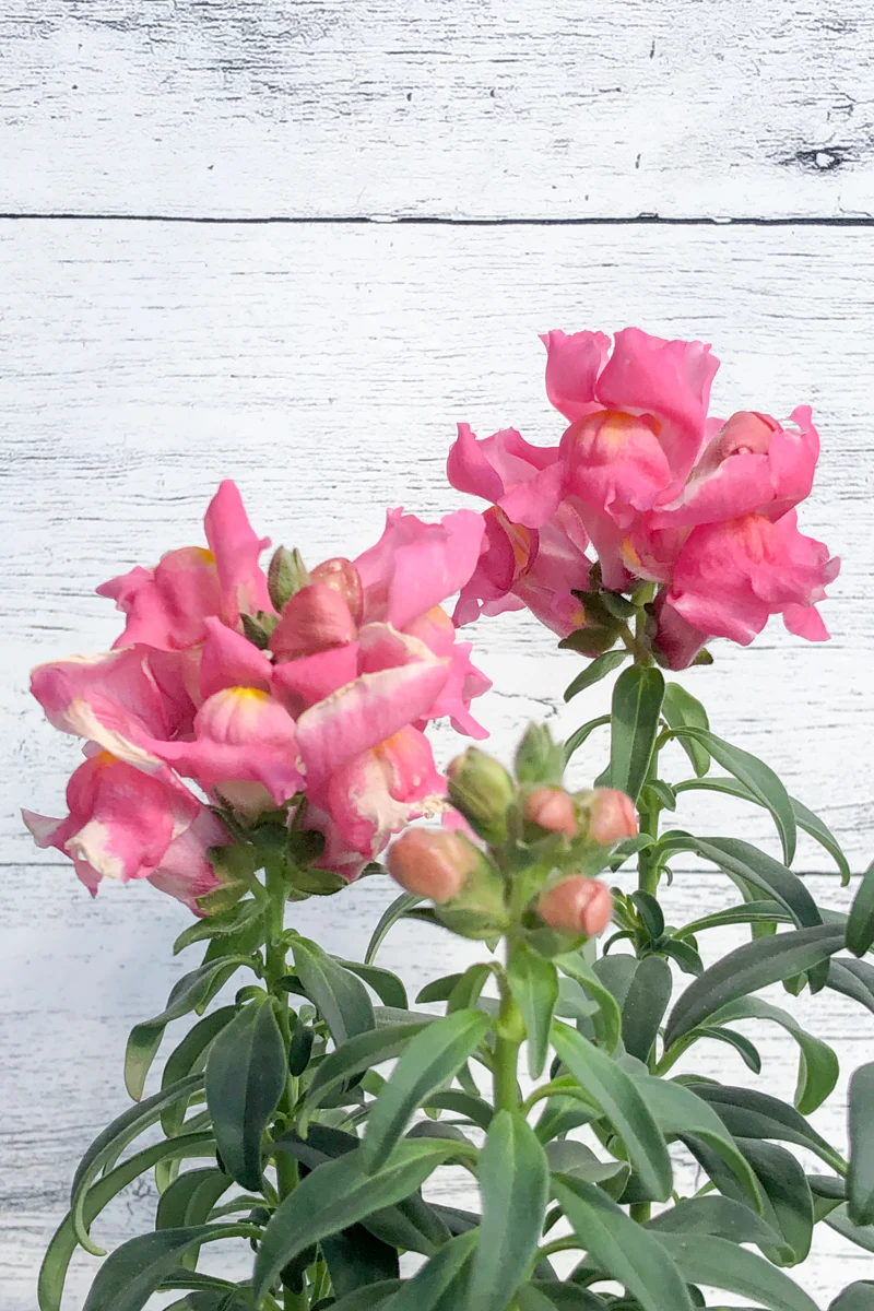 Snapdragon, Snapshot Pink - Image 2