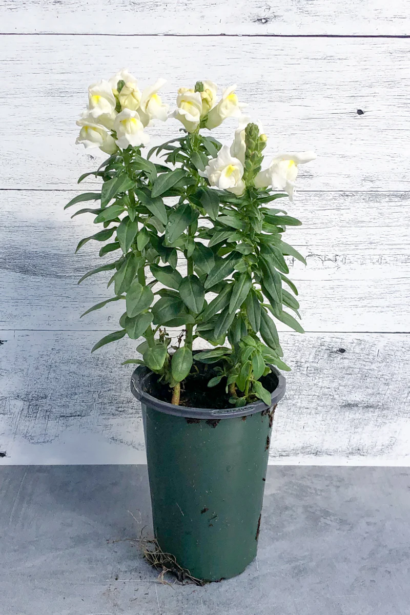 Snapdragon, Snapshot White - Image 2