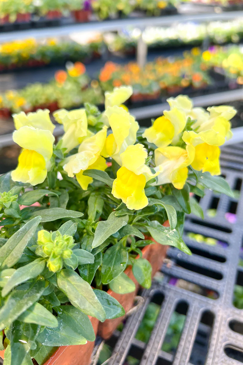 Snapdragon, Snapshot Yellow - Image 2
