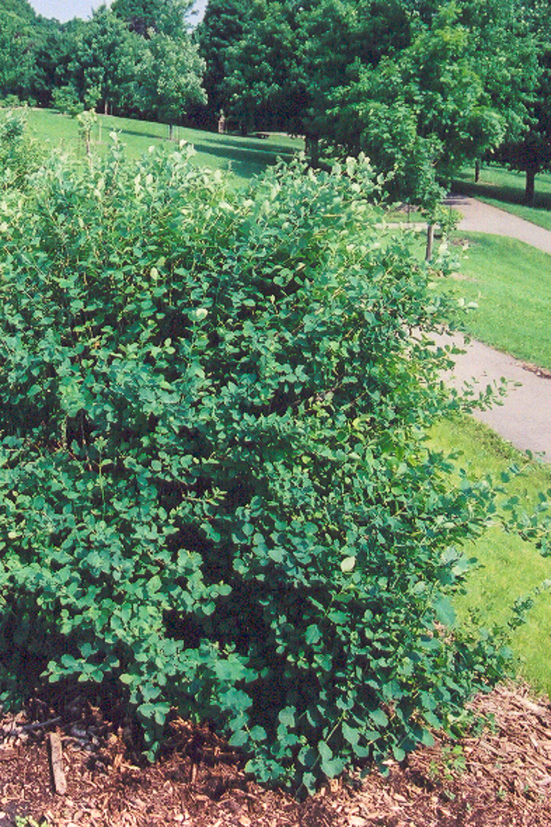 Snowberry, White Hedge - Image 2