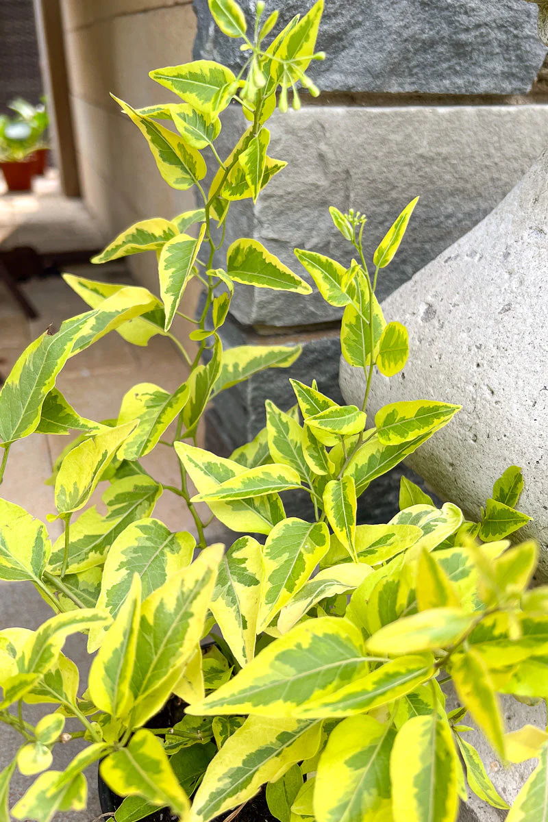 Solanum Brazilian Jasmine - Image 2