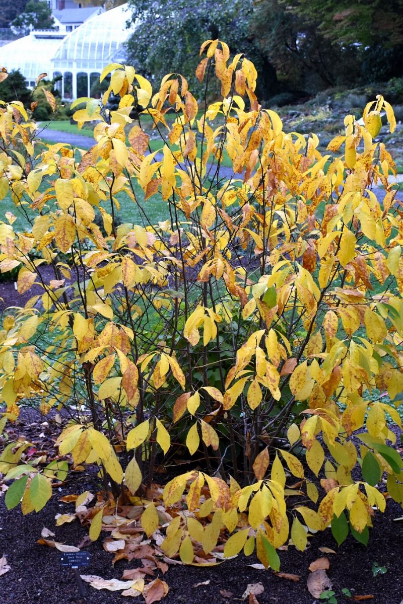 Spicebush