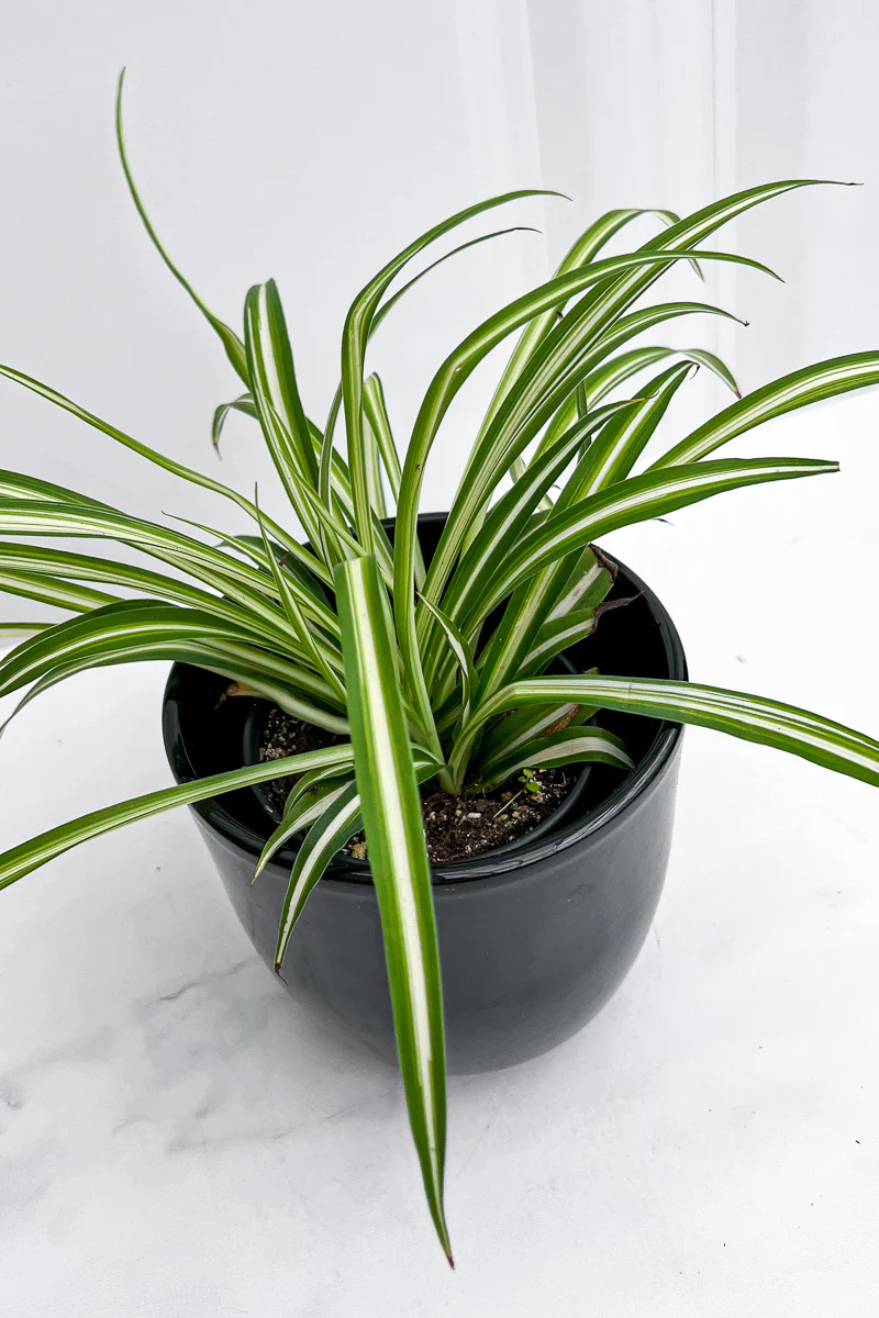 Spider Plant, 4"