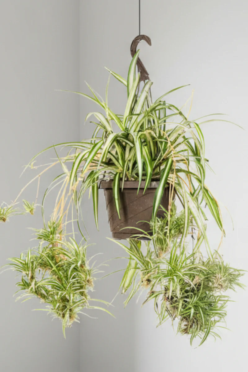 Spider Plant, Variegated 8" Hanging Basket