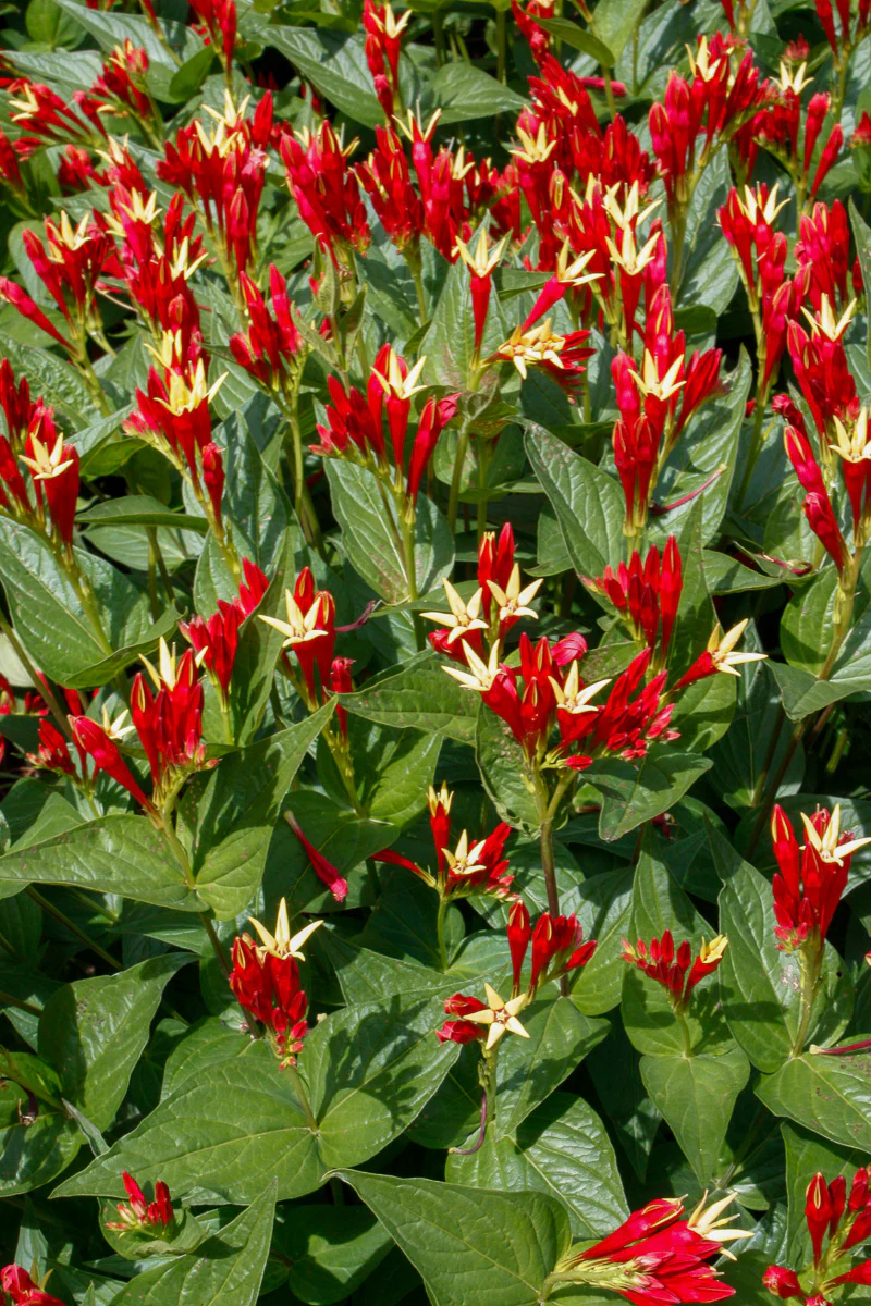 Spigelia, Little Redhead - Image 2