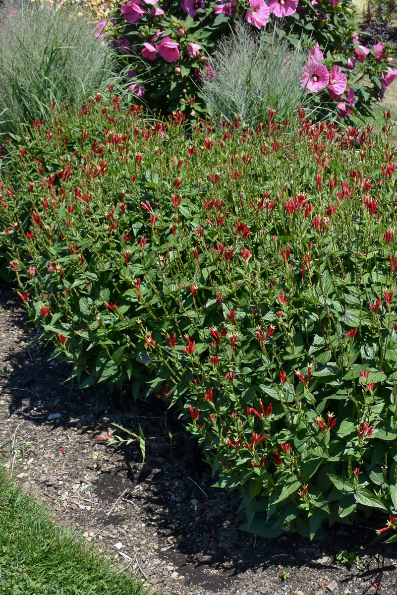 Spigelia, Little Redhead - Image 3