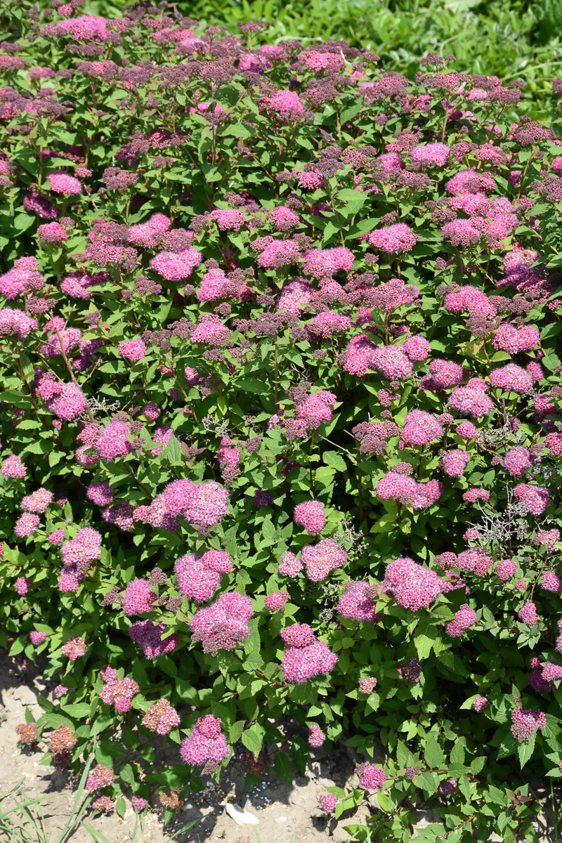 Spirea, Double Play Artist - Image 3