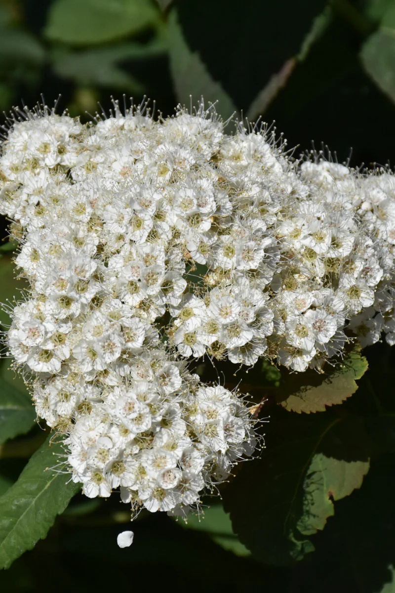 Spirea, Double Play Blue Kazoo