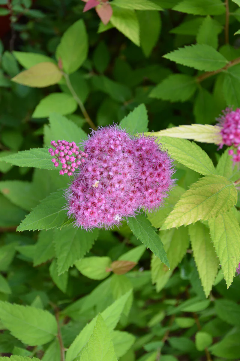 Spirea, Double Play Candy Corn - Image 2