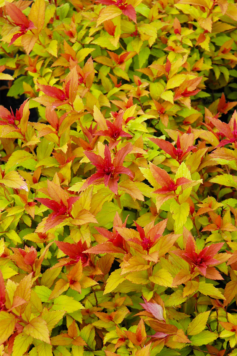 Spirea, Goldflame
