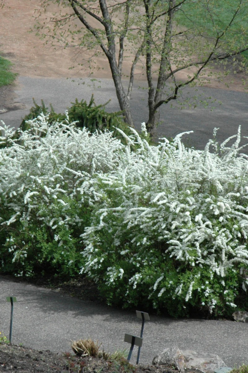 Spirea, Grefsheim - Image 2
