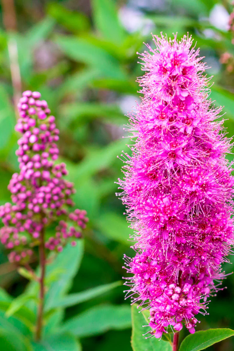 Spirea, Steeplebush