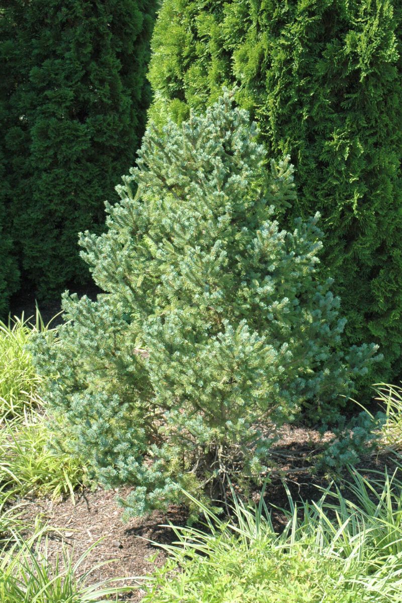 Spruce, Black Blue Tear Drop