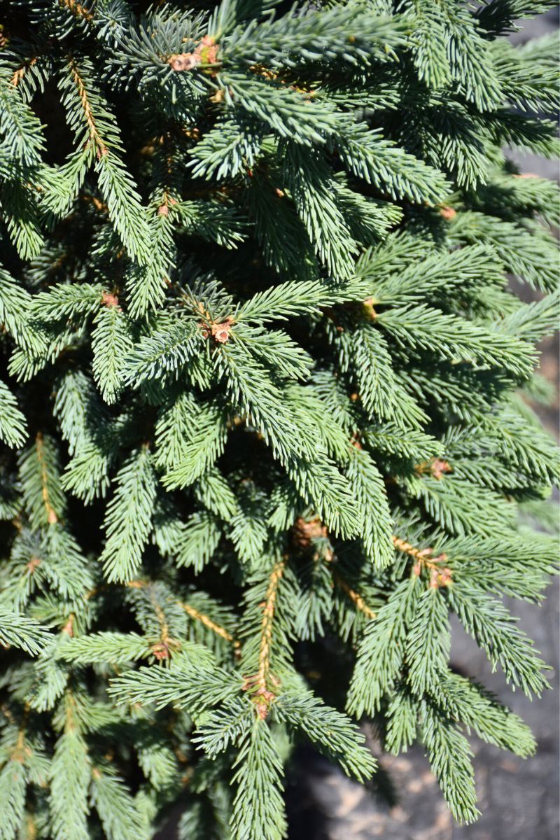 Spruce, Black Blue Tear Drop - Image 2