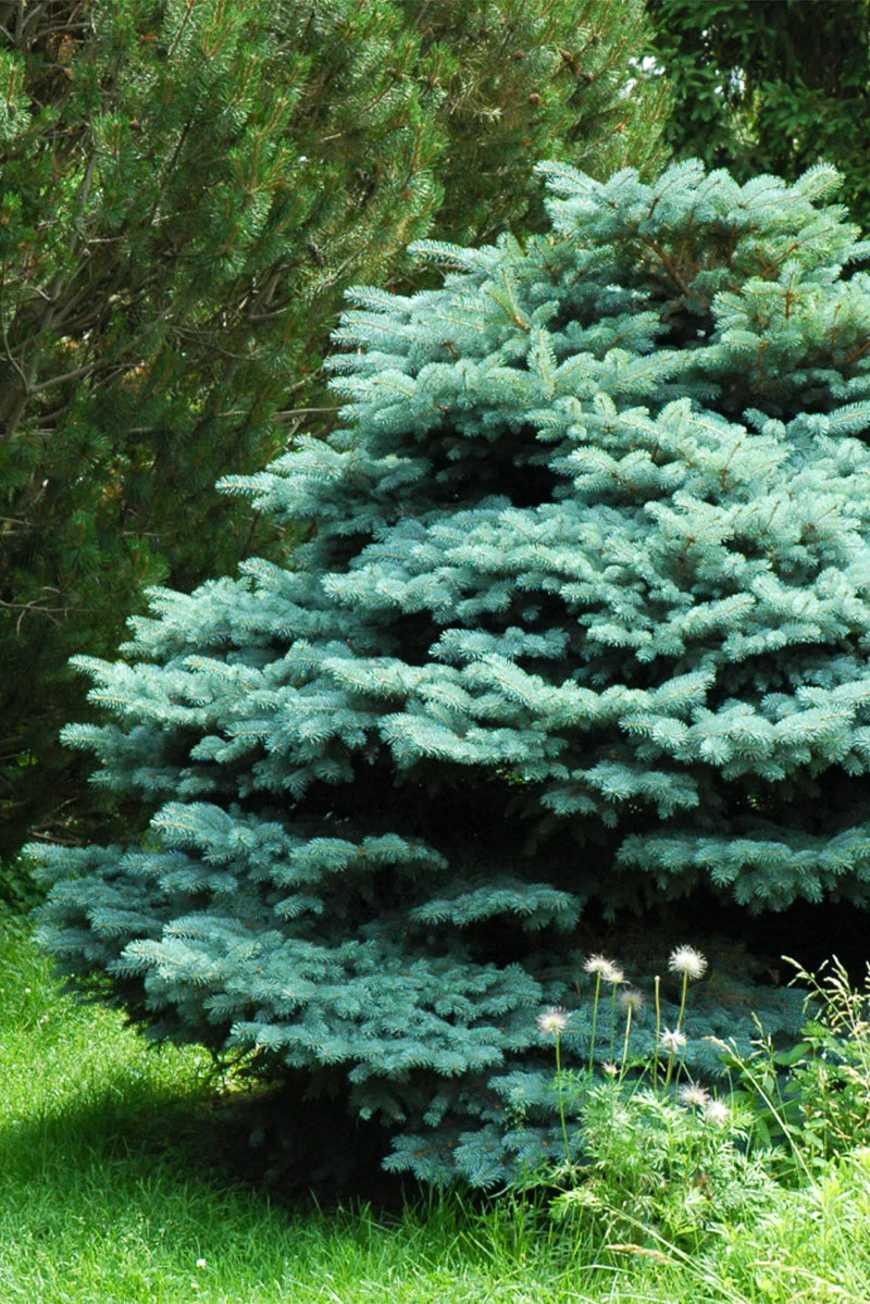 Spruce, Blue Globe