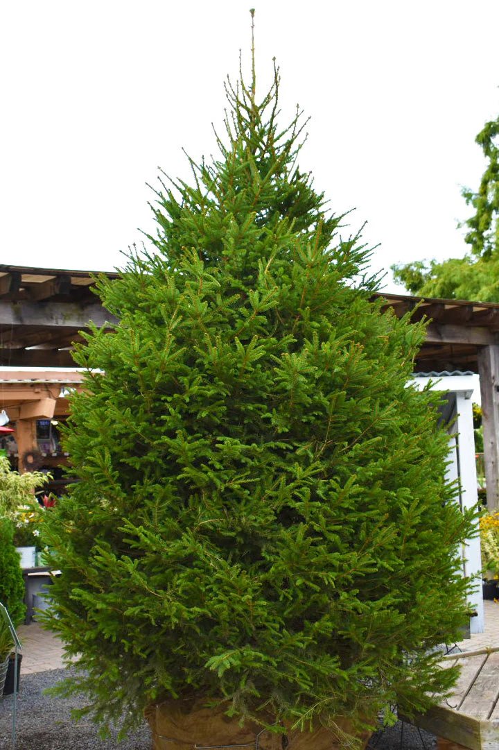 Spruce, Norway - Image 2