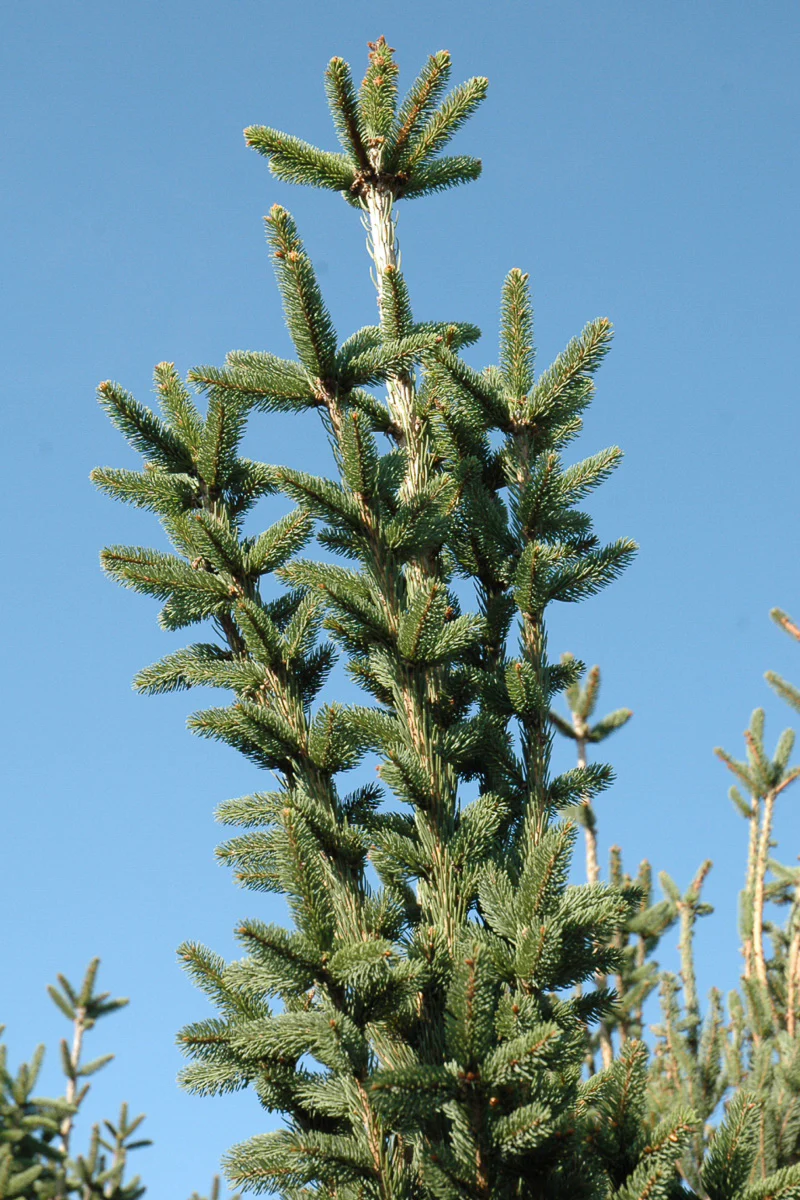 Spruce, Norway Columnar