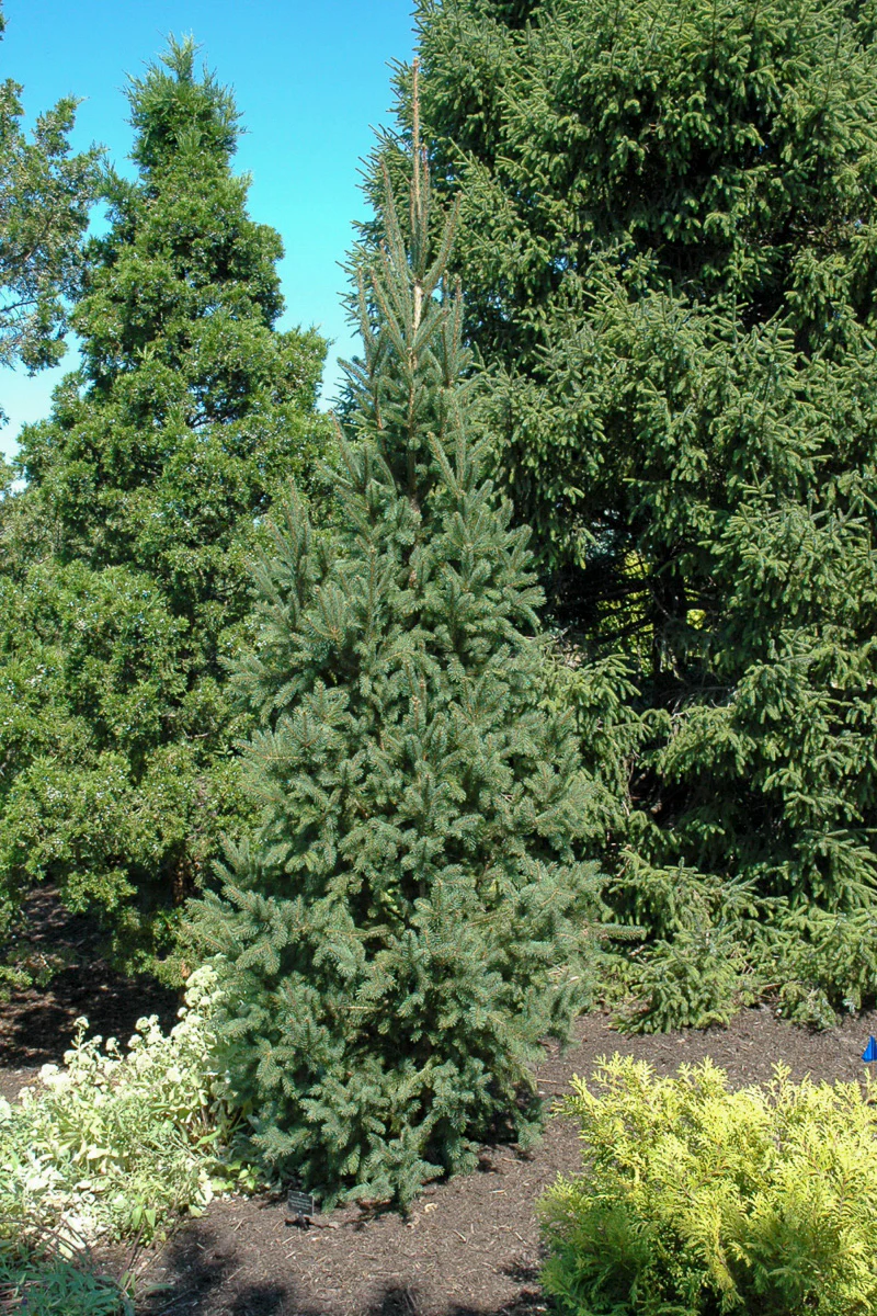 Spruce, Norway Columnar - Image 2