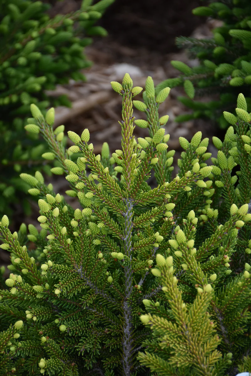 Spruce, Orient Shadow's Broom