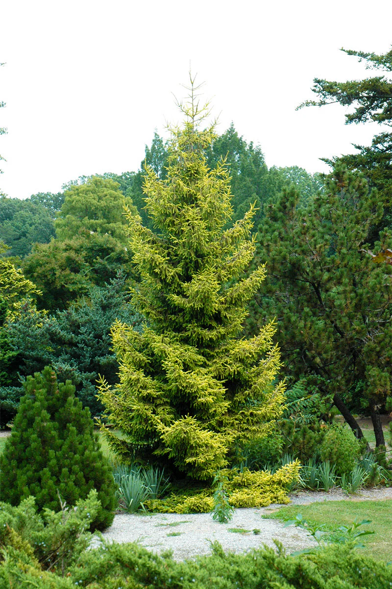 Spruce, Orient Skylands