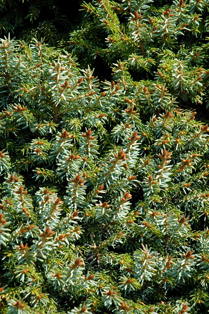 Spruce, Serbian Dwarf