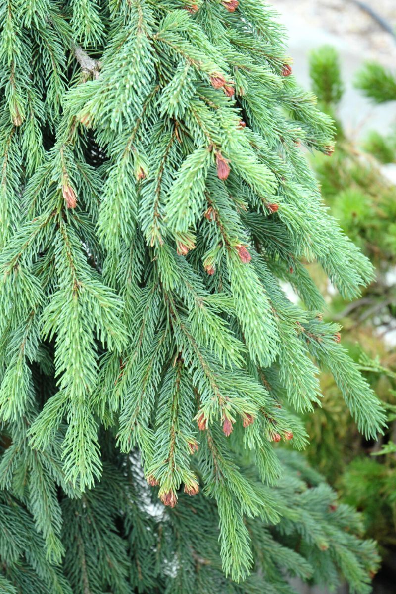 Spruce, White Weeping - Image 2